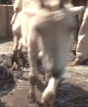 Baku goat
