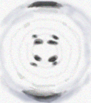 CellB-form