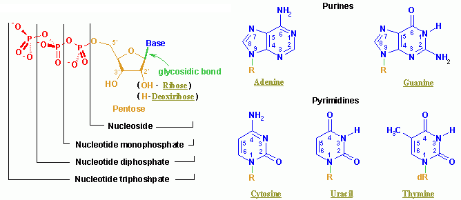 Nucleotides
