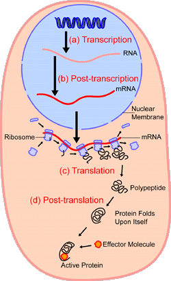 Proteinsynthesis