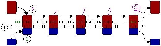 Ribosome