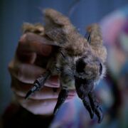 Talaxianische Pelzfliege