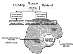 Source Amnesia Shaheen Lakhan