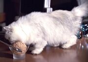 Neelix (Katze)