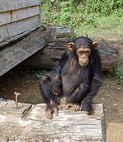 South Djoum Chimp
