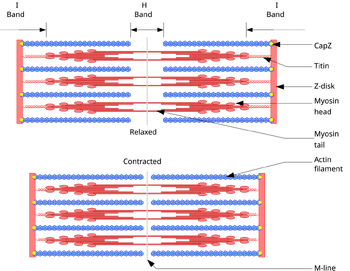 SlidingMyofibril