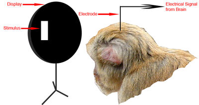 Singlecellrec