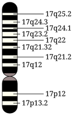 Chromosome 17