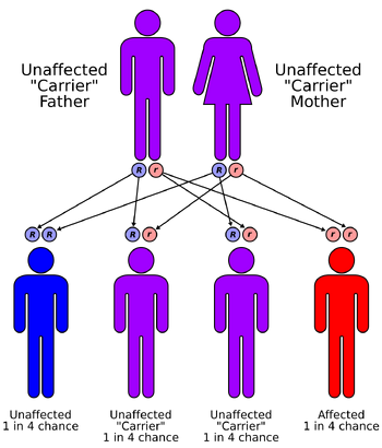 Autorecessive