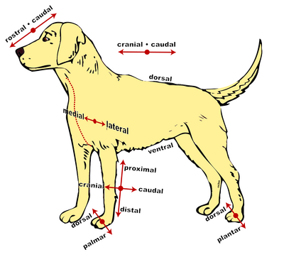Anatomical-directions