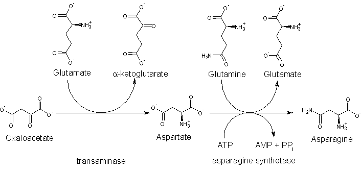 Asn biosynthesis