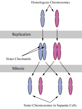 Chromosomes during mitosis