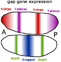 Gap ene expression