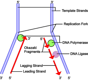 Dnareplication