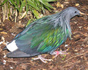 Nicobar.pigeon.750pix