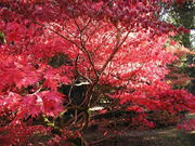 Autumn.westonbirt.750pix