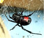 Latrodectus mactans