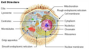 Illu cell structure