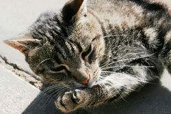 Cat cleaning itself
