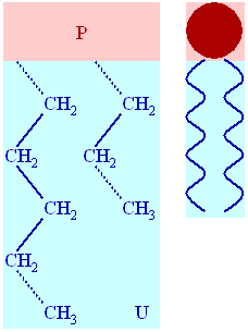 Basic lipid structure