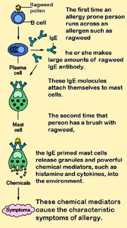Mast cells