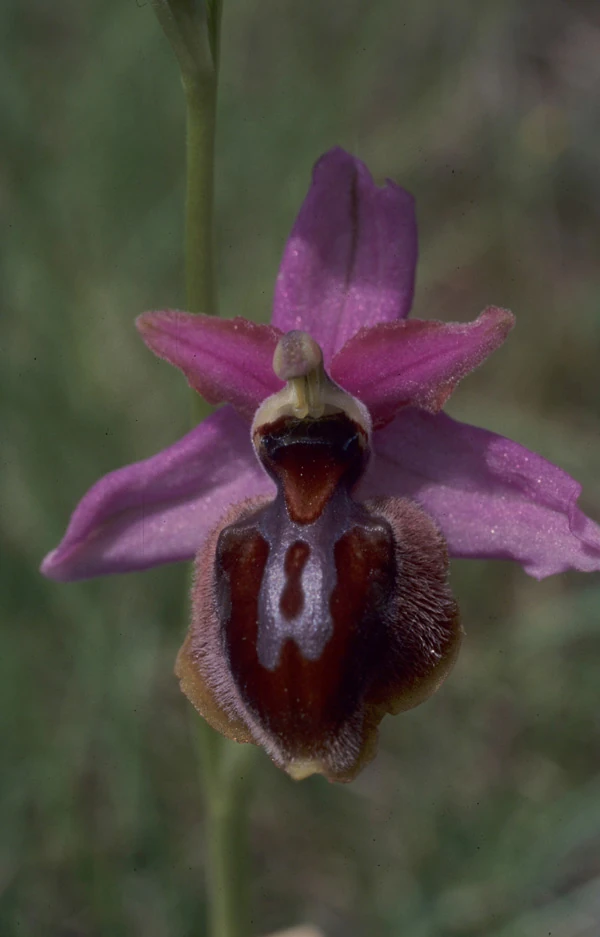 Ophrys sphegodes Orchids Wiki
