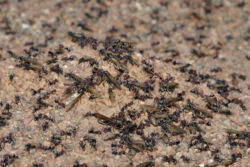 Meat eater ant nest swarming03
