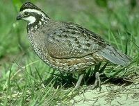 Colinusvirginianus2