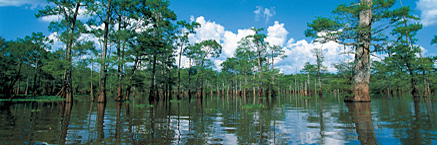 Main bengal swamp