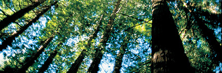 Main northern forest