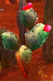 Cactus Apple