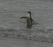 20070411 1827 Yellow Eyed Penguin