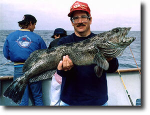 Lingcod
