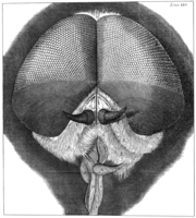 Compoundeye