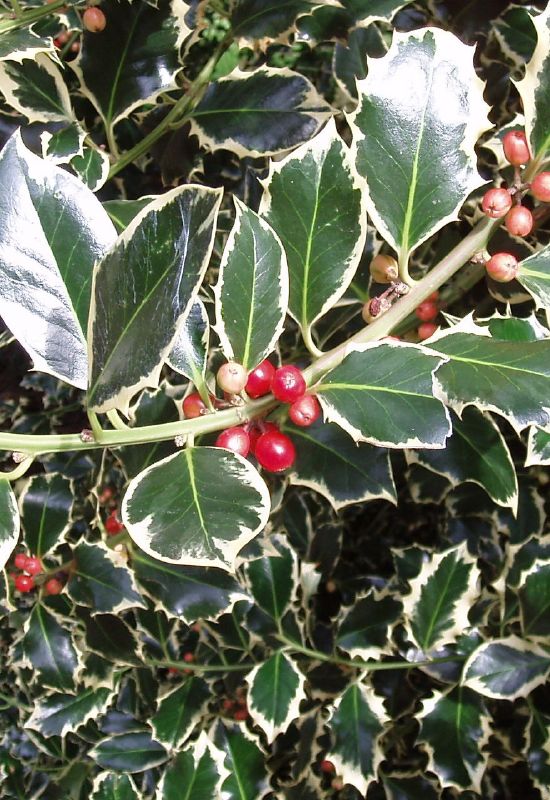 staud holly