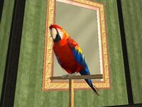 Tony (loro)