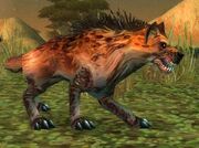 Kolkar Packhound