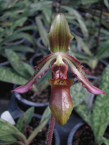 Paphiopedilum lawrenceanum Orchids Wiki