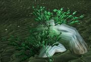 Shadowmoon Tuber