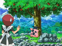 EP531 Miltank golpeando el árbol para que caigan las manzanas
