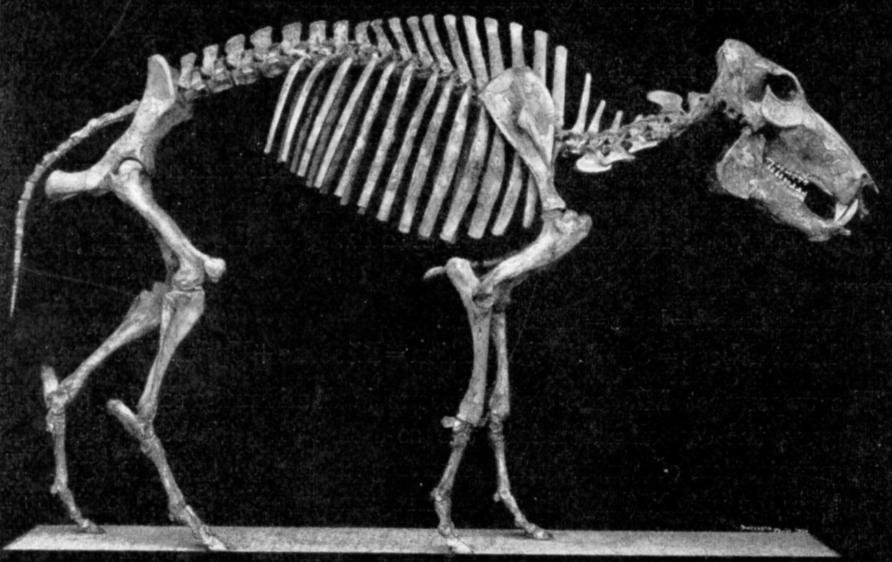 Platygonus Fossil Wiki, the paleontology wiki