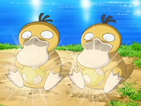 EP556 Huevos de Psyduck abriéndose