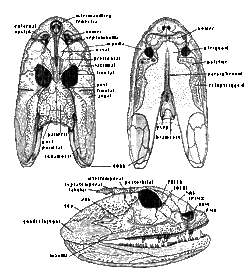 Crassigyrinus skull2