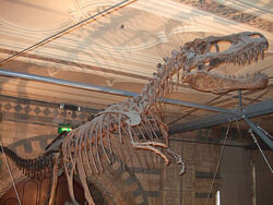 Albertosaurus Skeleton