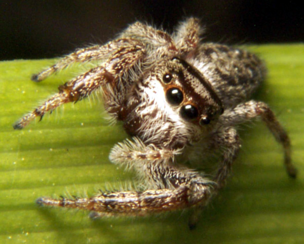Jumpingspider2