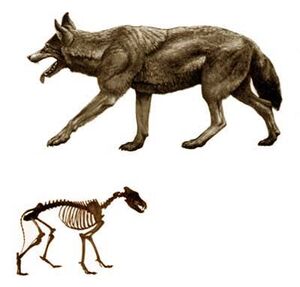 BeraDogs