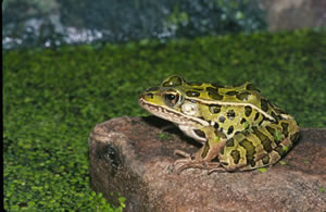 LeopardFrog