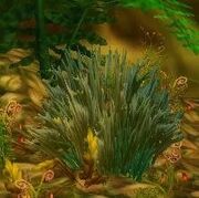 Khadgar's Whisker