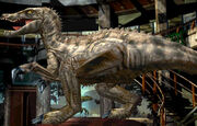 Suchomimus jup-582