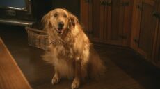 SmallvilleS8E4-046